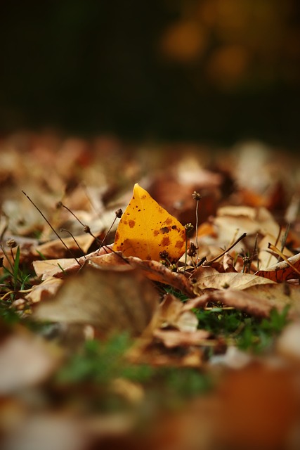 卡福領銜的 卡福領銜的
