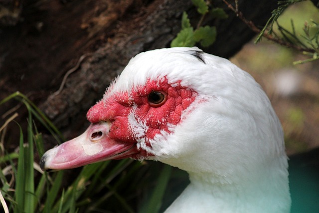 兰的开局蒙 兰的开局蒙